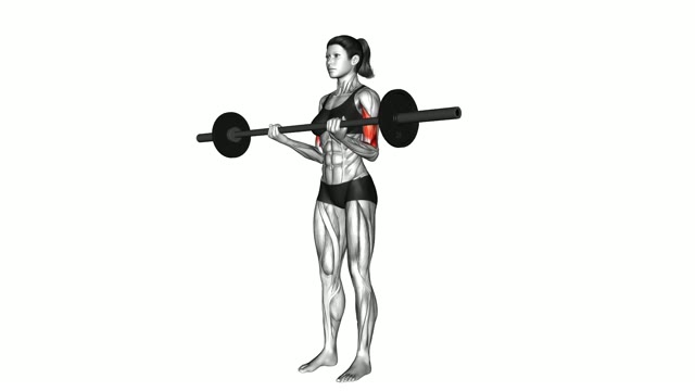 Biceps